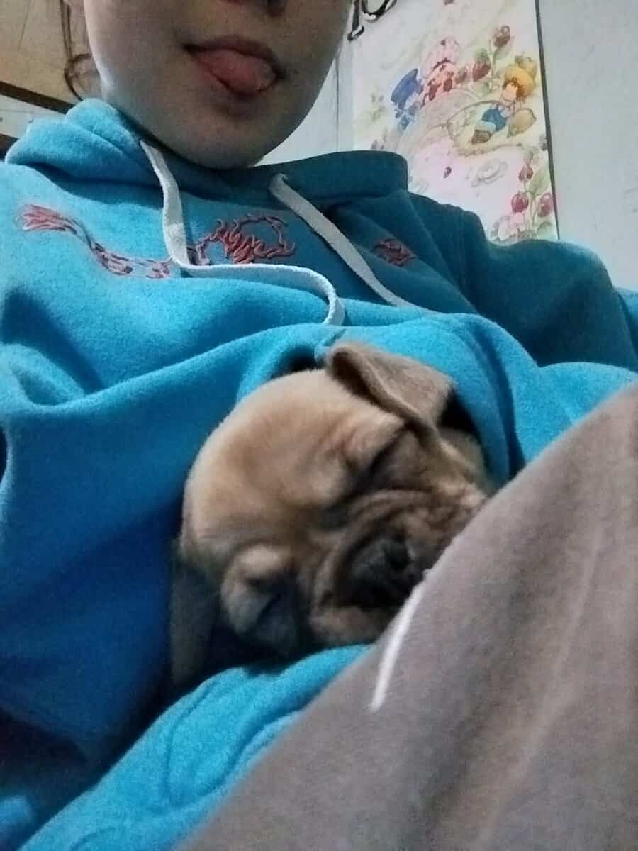 Puppy for sale image 3
