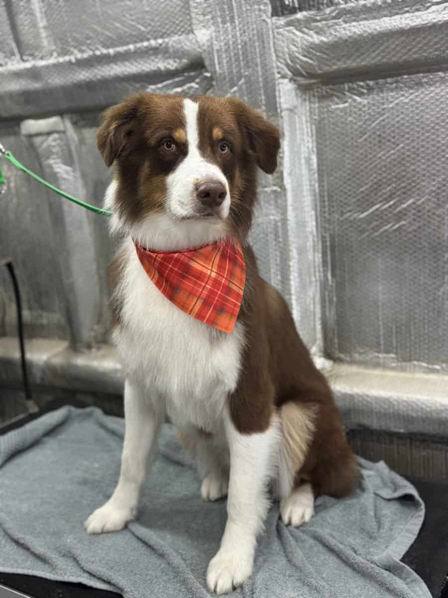 Border Collie 2 yrs old image 1