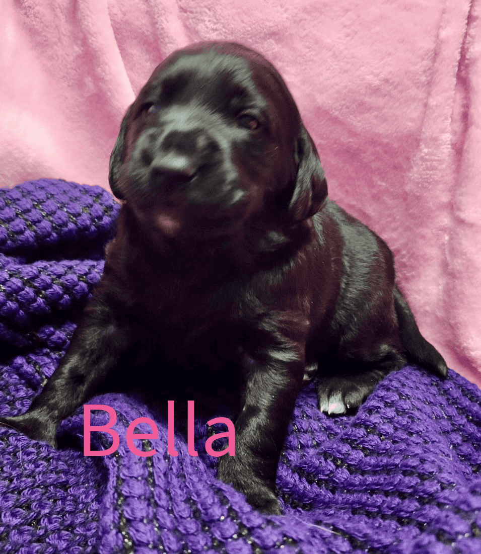 Labradoodle! image 11