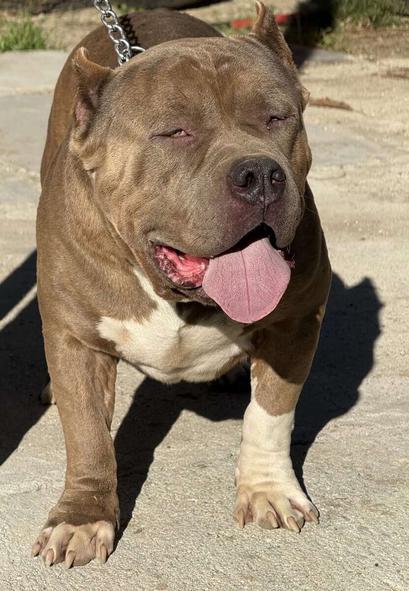 Standard brindle male bully open for stud image 6