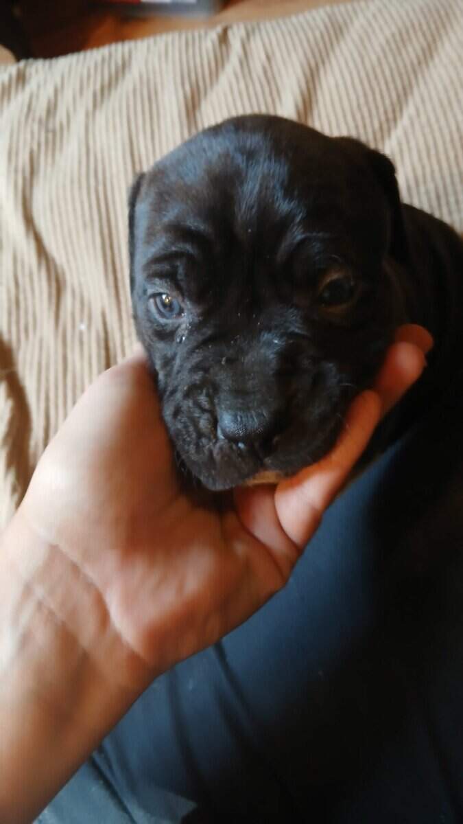 PUPPIES♡♡♡♡ image 2