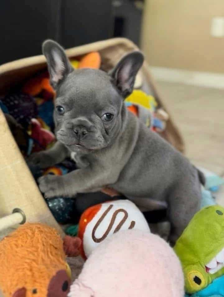 French bulldog Molly image 3