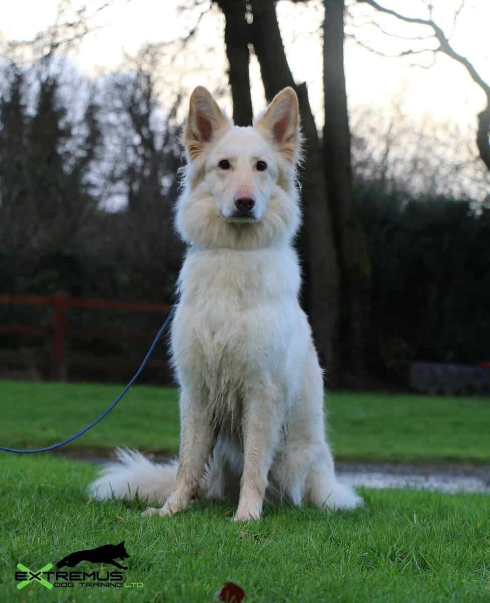 Rehoming Sasha the White German Shepherd image 4