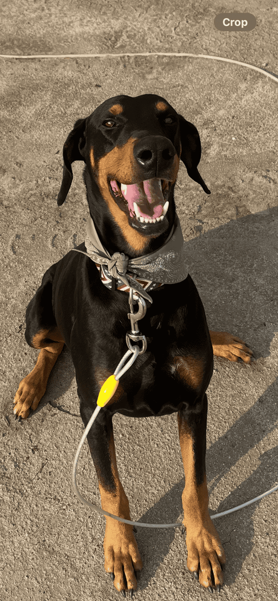 Adoption for Theo image 1
