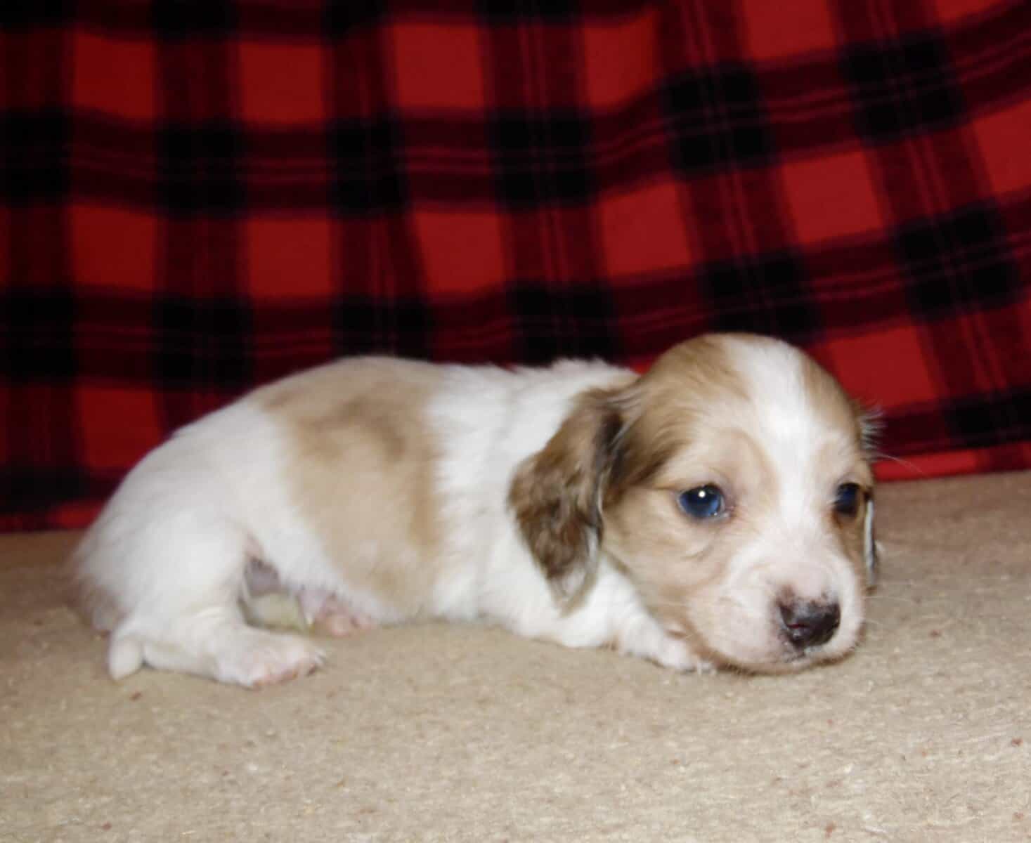 Dachshund Mini AKC English Cream Piebald Dapple image 2