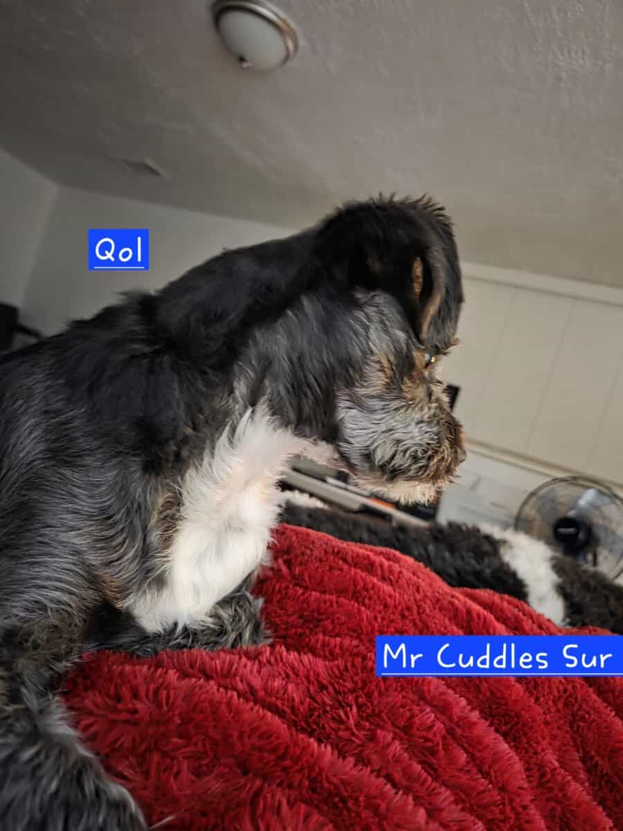 Looking for new home - Qol(Coal) image 7