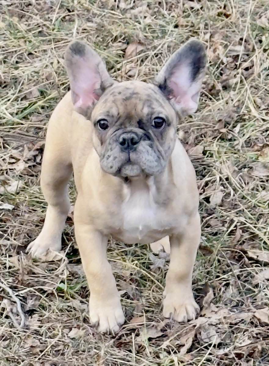 4 month Male French Bulldog image 2