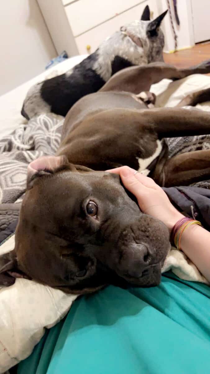6yo Pitt image 1