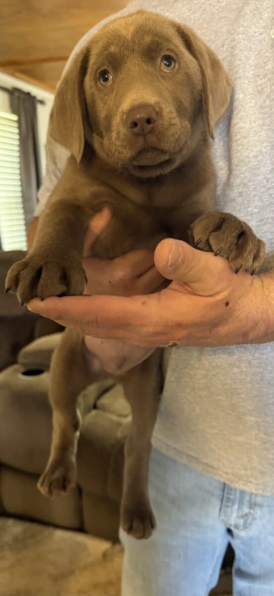 AKC Silver Lab image 2