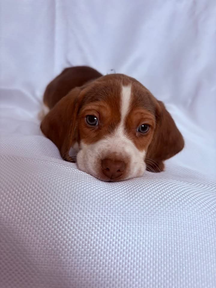 6 week male beagle pup blue collar image 1