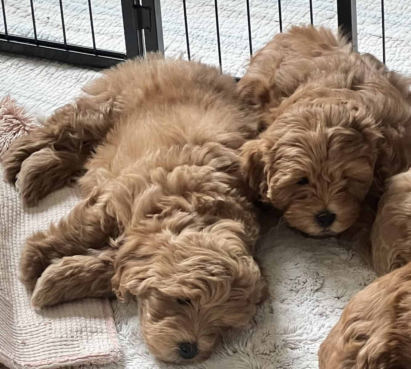 Red Maltipoo Puppies 8 wks image 4