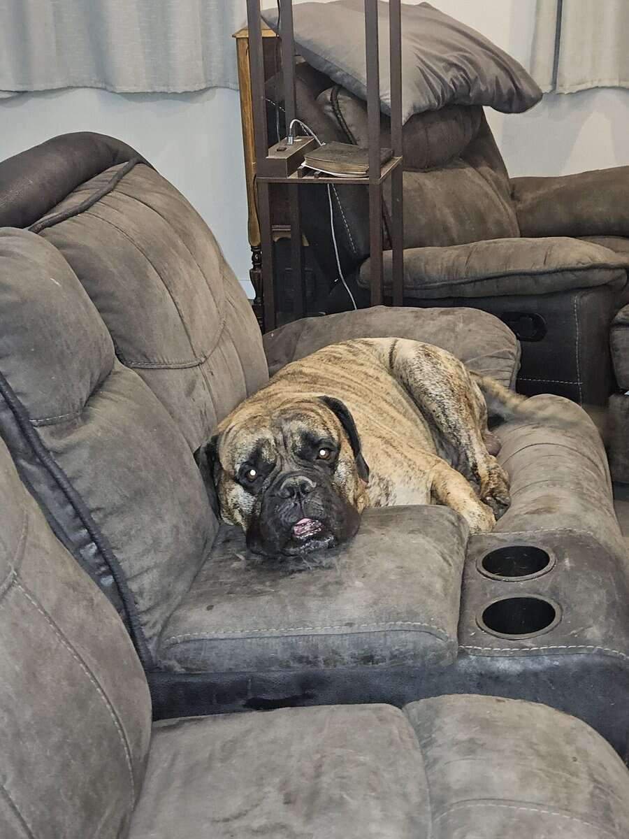 Bullmastif looking for forever home image 1