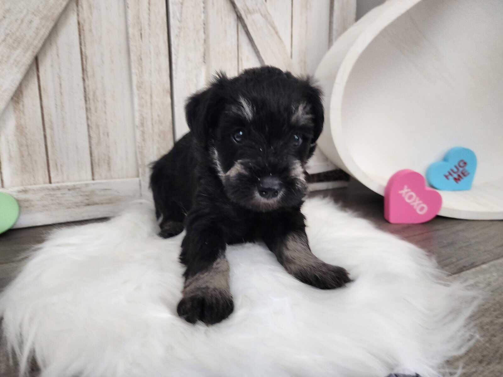 Miniature schnauzer loki image 3