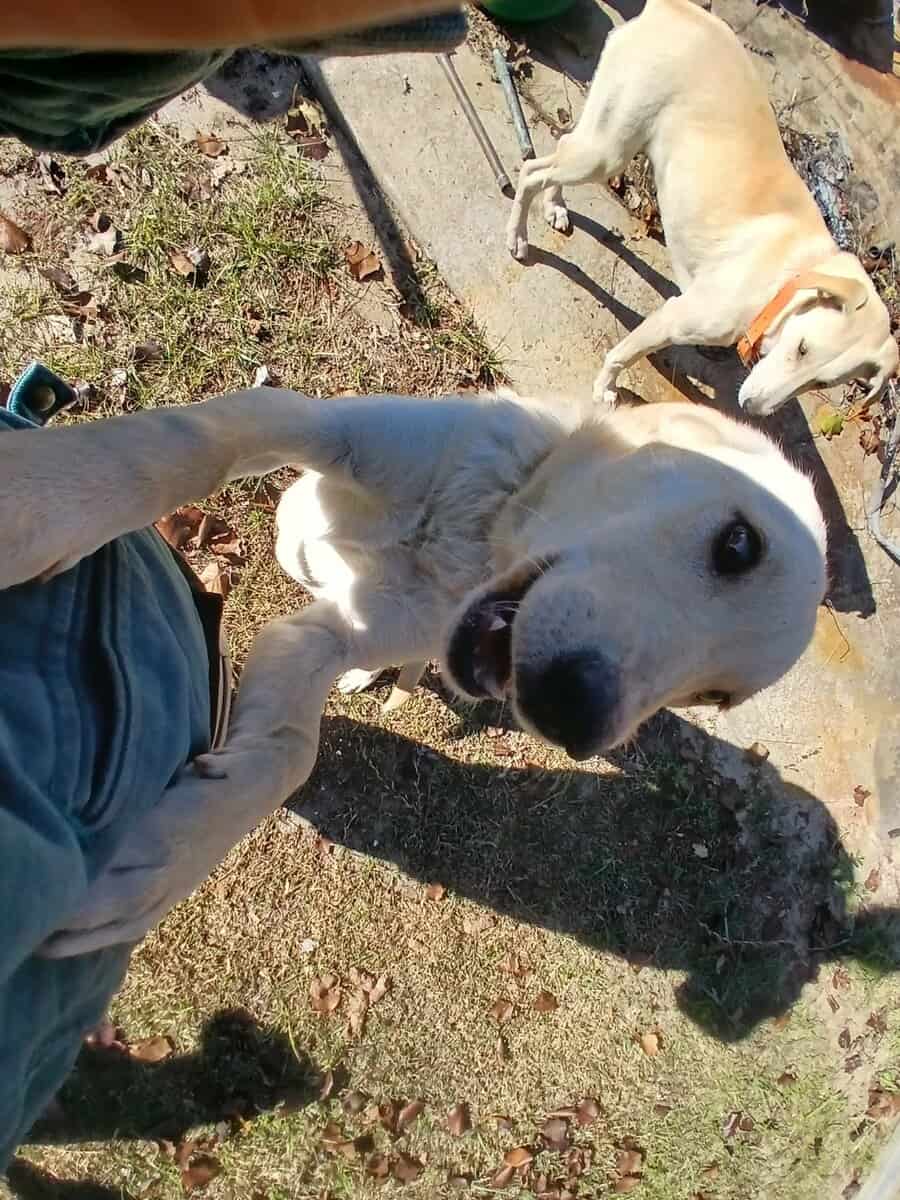 Free puppy image 2