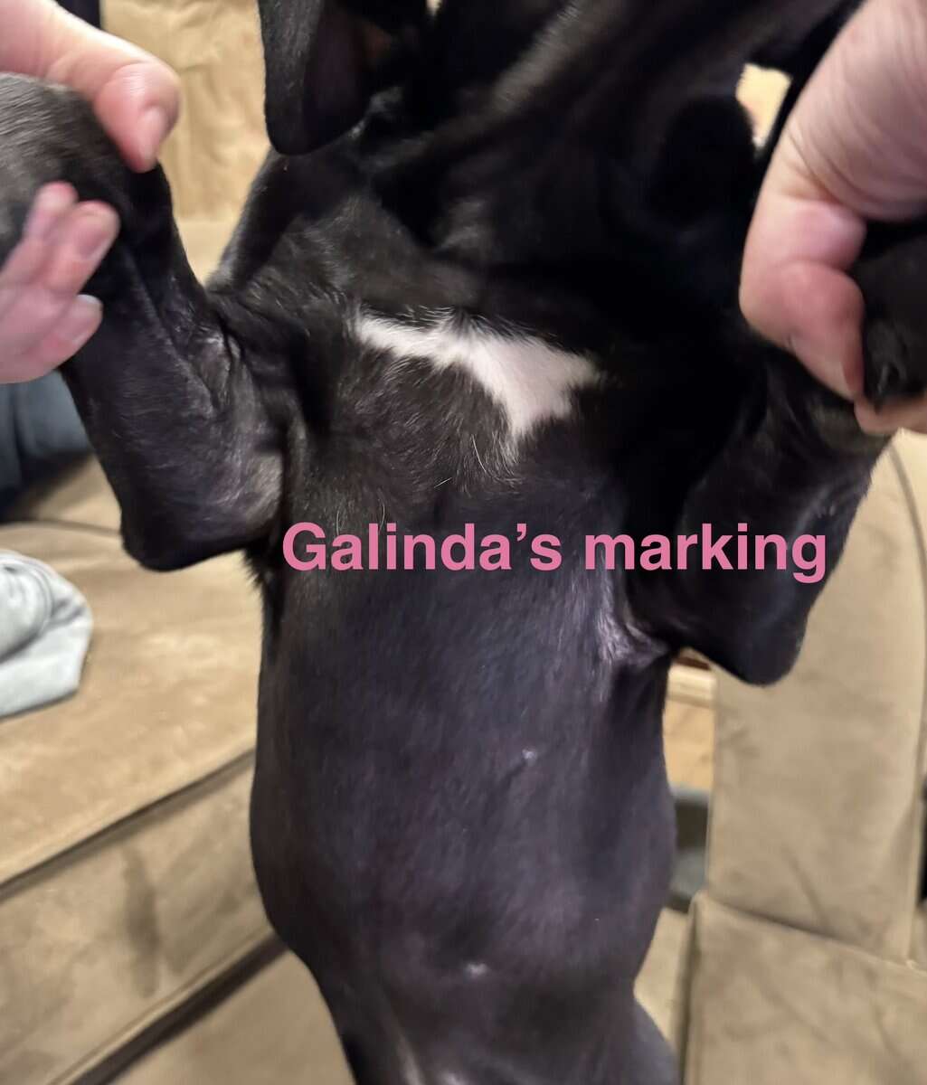 Galinda the lovely - all she wants is love image 3