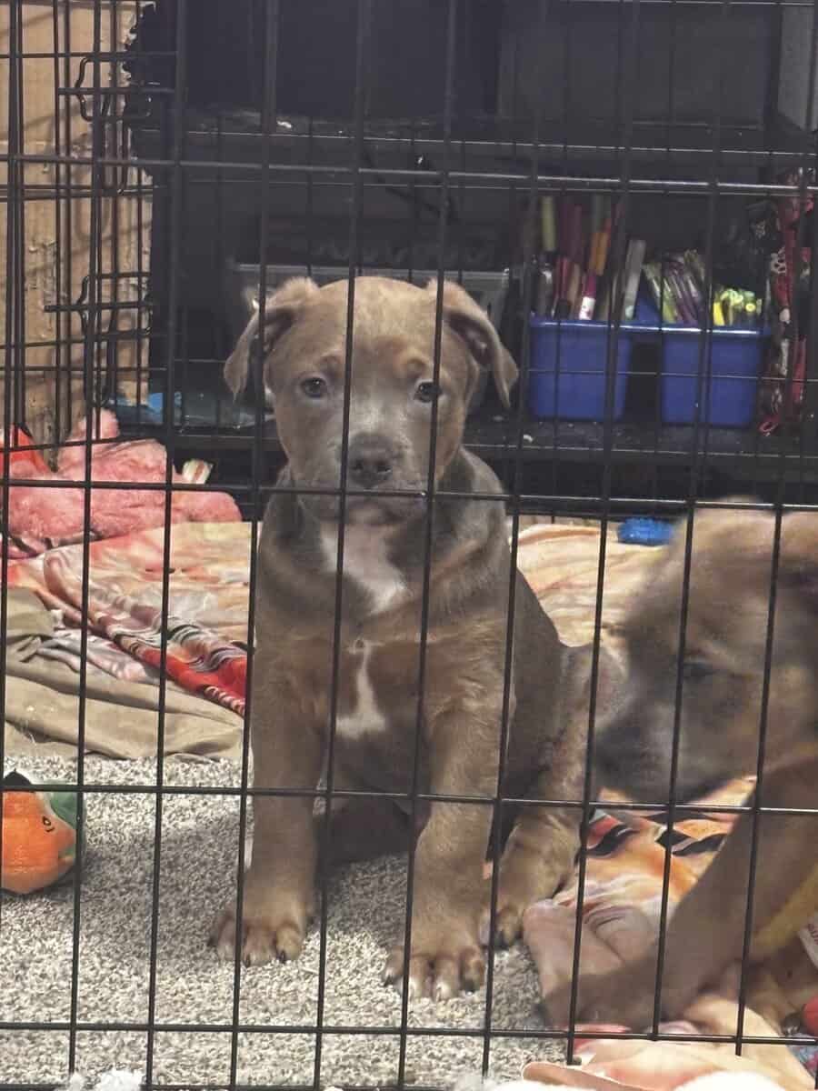 Pitbull puppies born on Christmas image 6