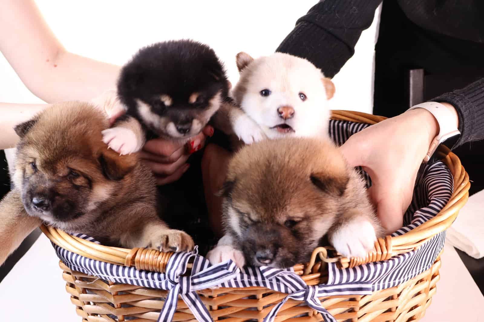 Lion King, Shiba Inu Sesame Boy image 13