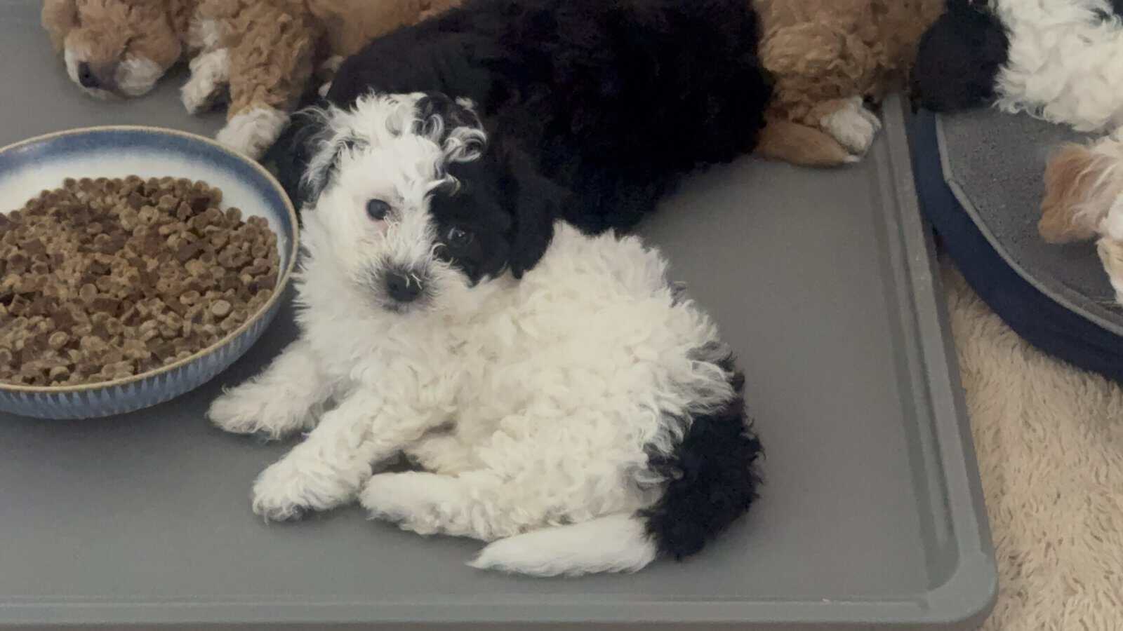 HAVAPOO puppies image 2