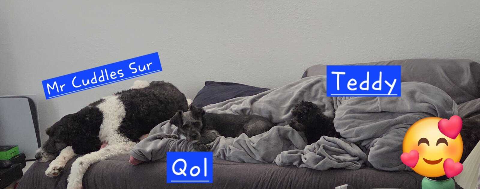 Looking for new home - Qol(Coal) image 13