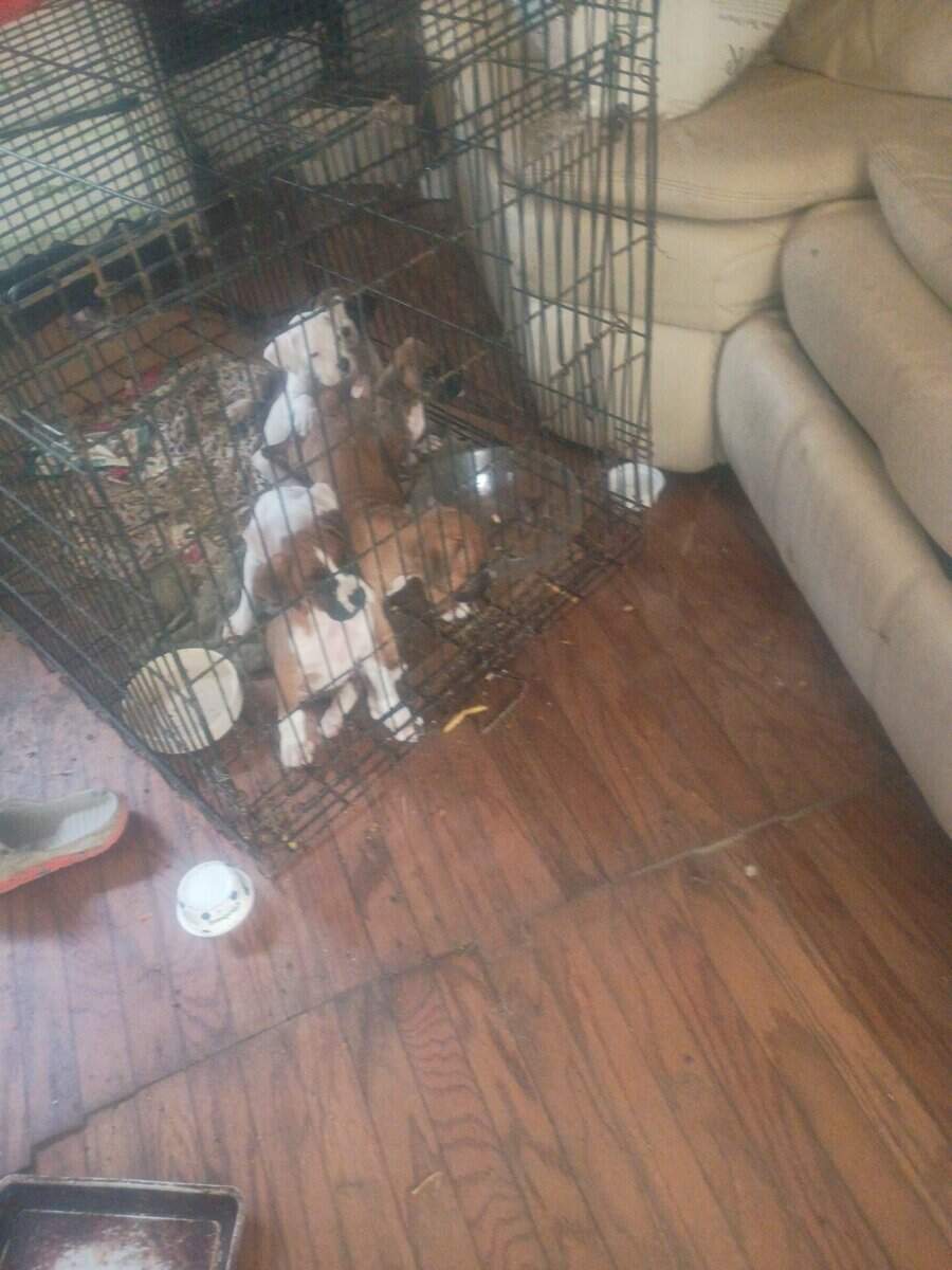 3p ranch n kennels image 3