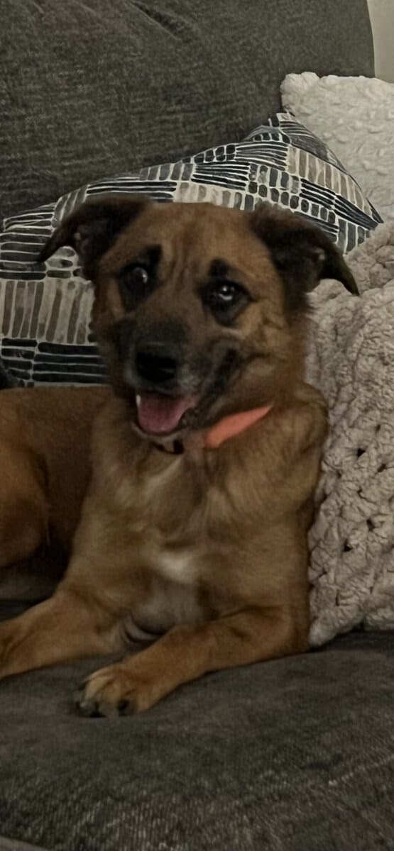 Amazing Family-friendly Dog image 4