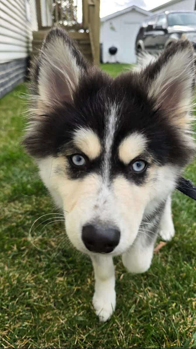 7 month Koda the Pomsky for adoption/sale image 2