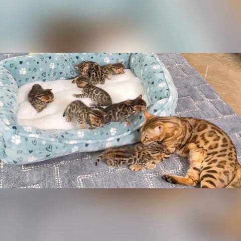 Bengal kittens for sale image 4