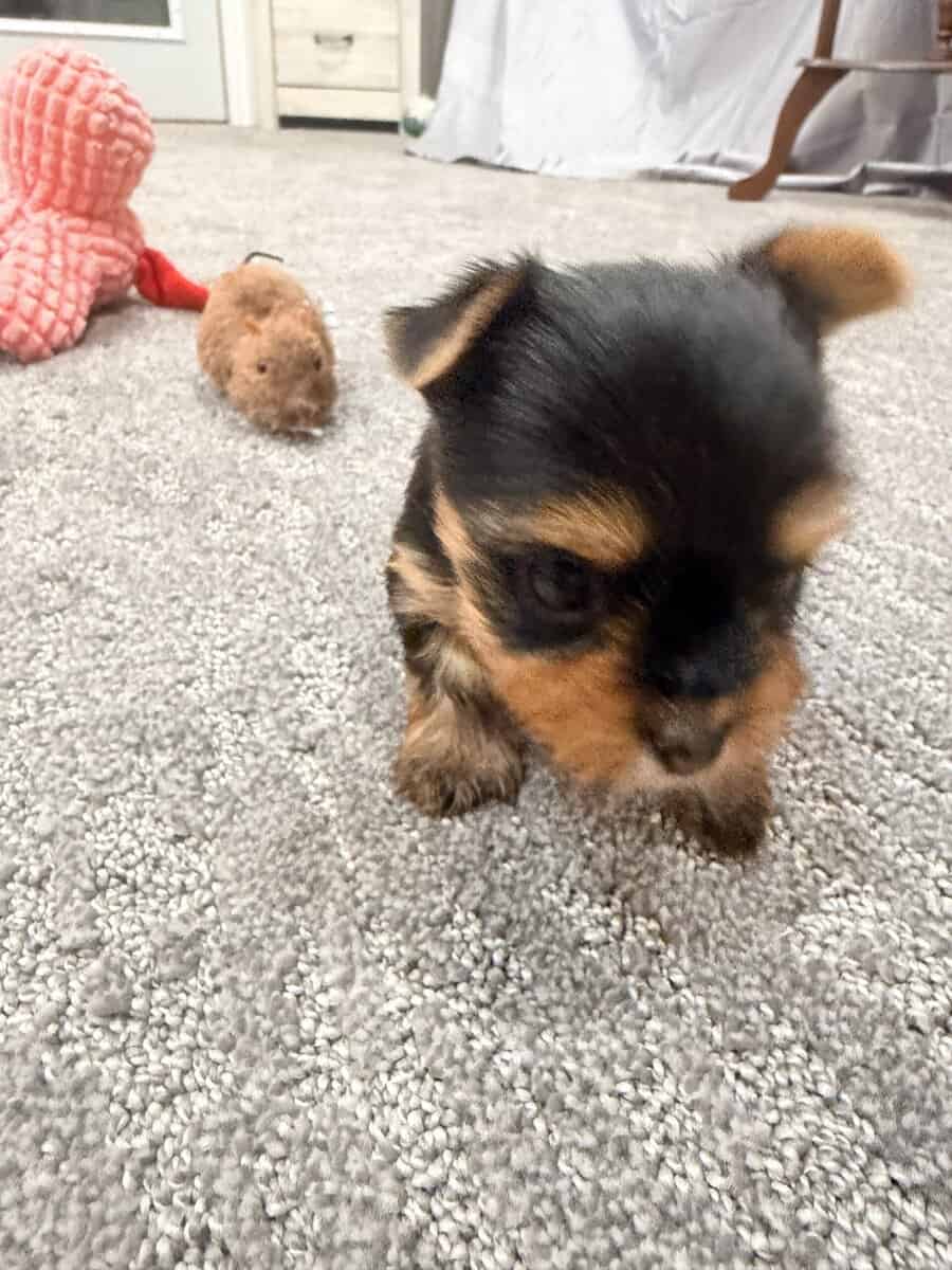Beautiful AKC babys boys image 7
