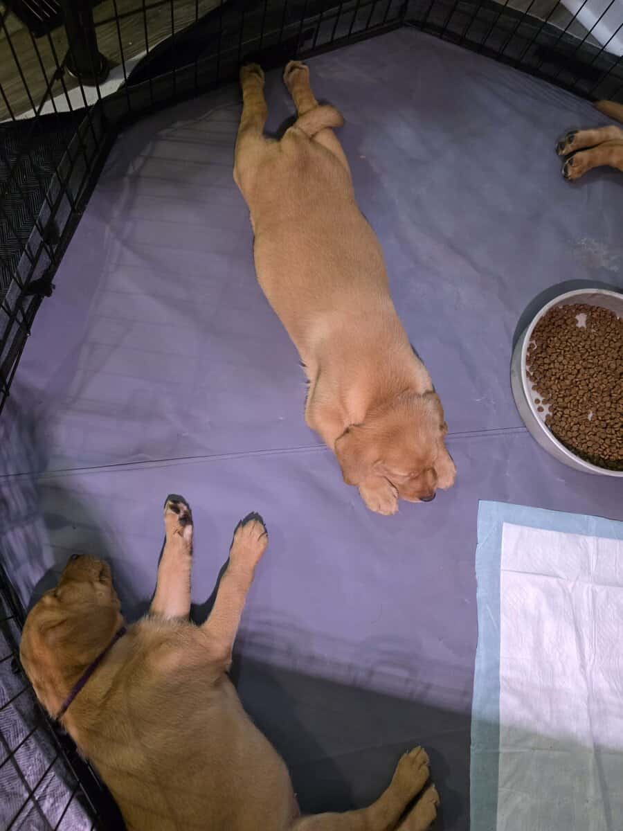 Yellow labs image 4