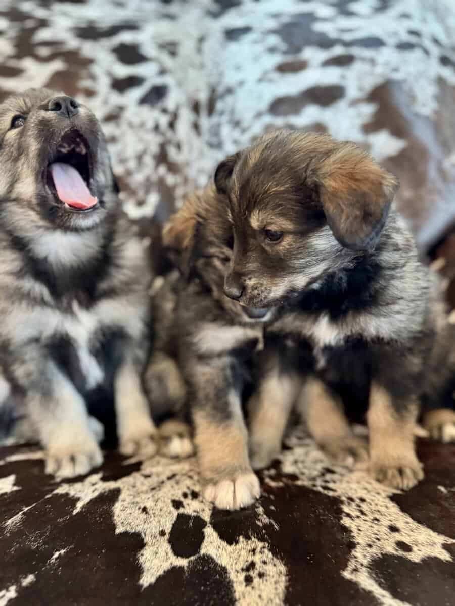 Goberians Siberian Husky x Golden Retriever image 4