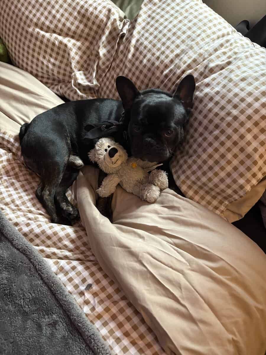 Purebred French Bulldog (With Papers) – 1½ Years O image 1