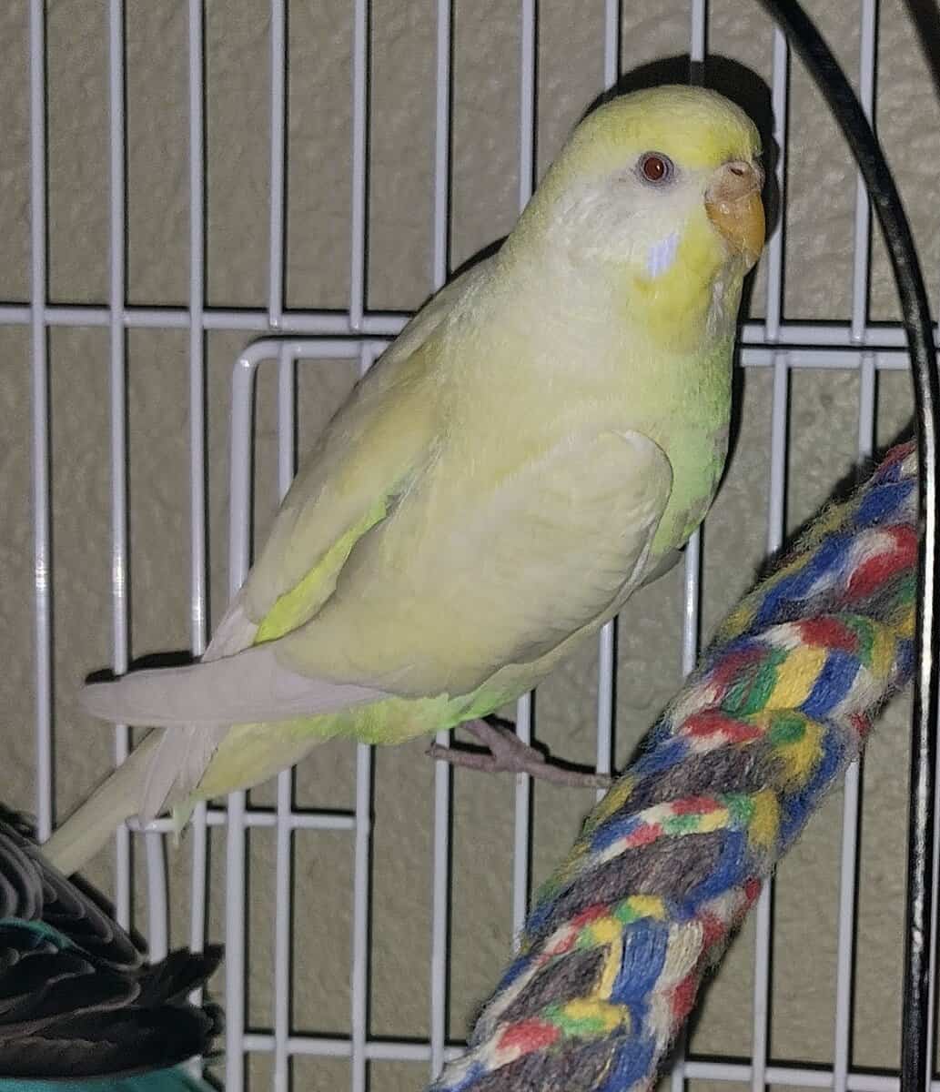 Male and Female Budgie Parakeets (Pair) image 1