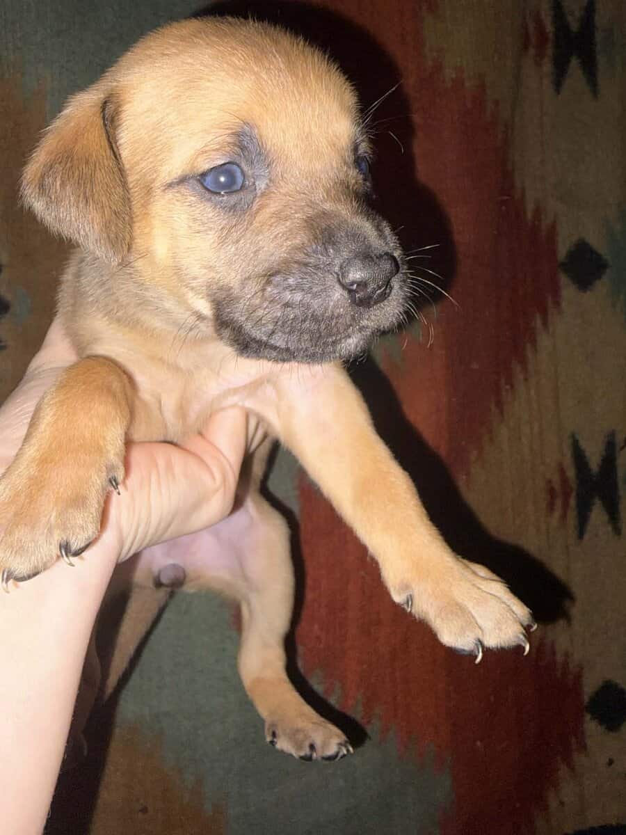 Black lab mix puppies image 11