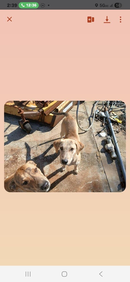 Free puppy image 4