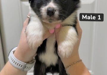 Male Australian Shepherd Puppies