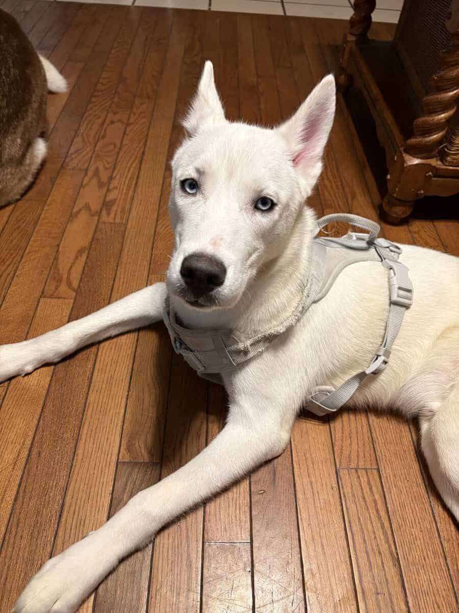 Rehoming our husky storm image 5