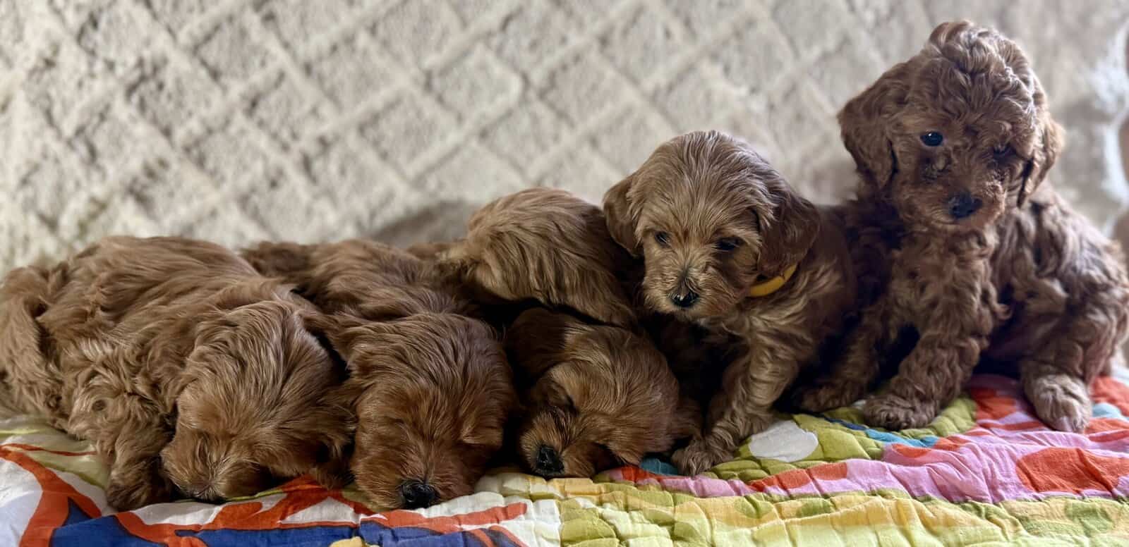 Mini Goldendoodle Puppies image 1
