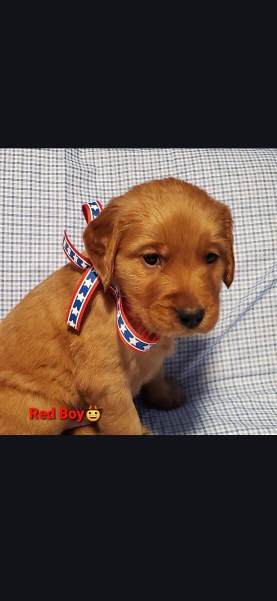 Golden retrivers puppies image 1
