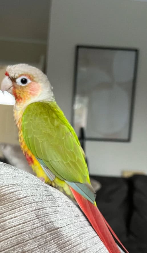 Conure parrot image 1