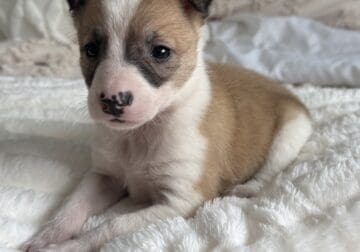 Australian shepherd puppies