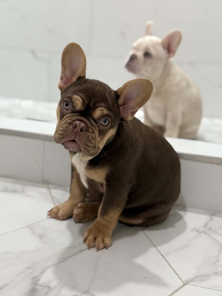 French Bulldog Puppy image 3