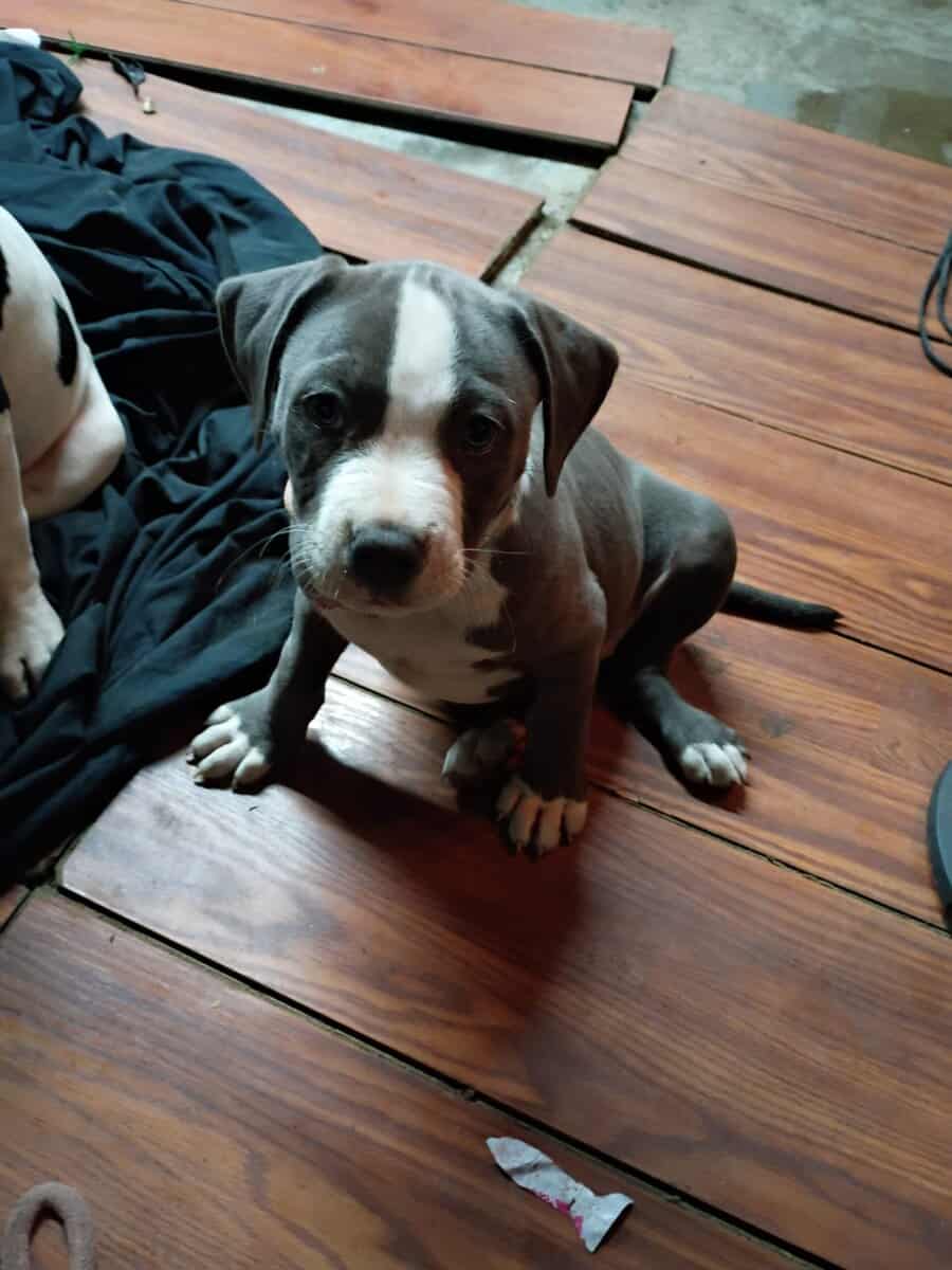 9 week old American bully image 1