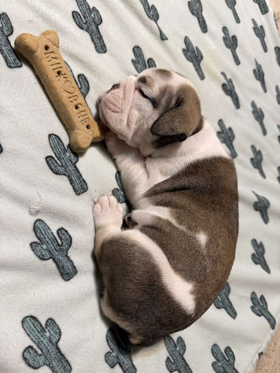 English Bulldog puppies image 19