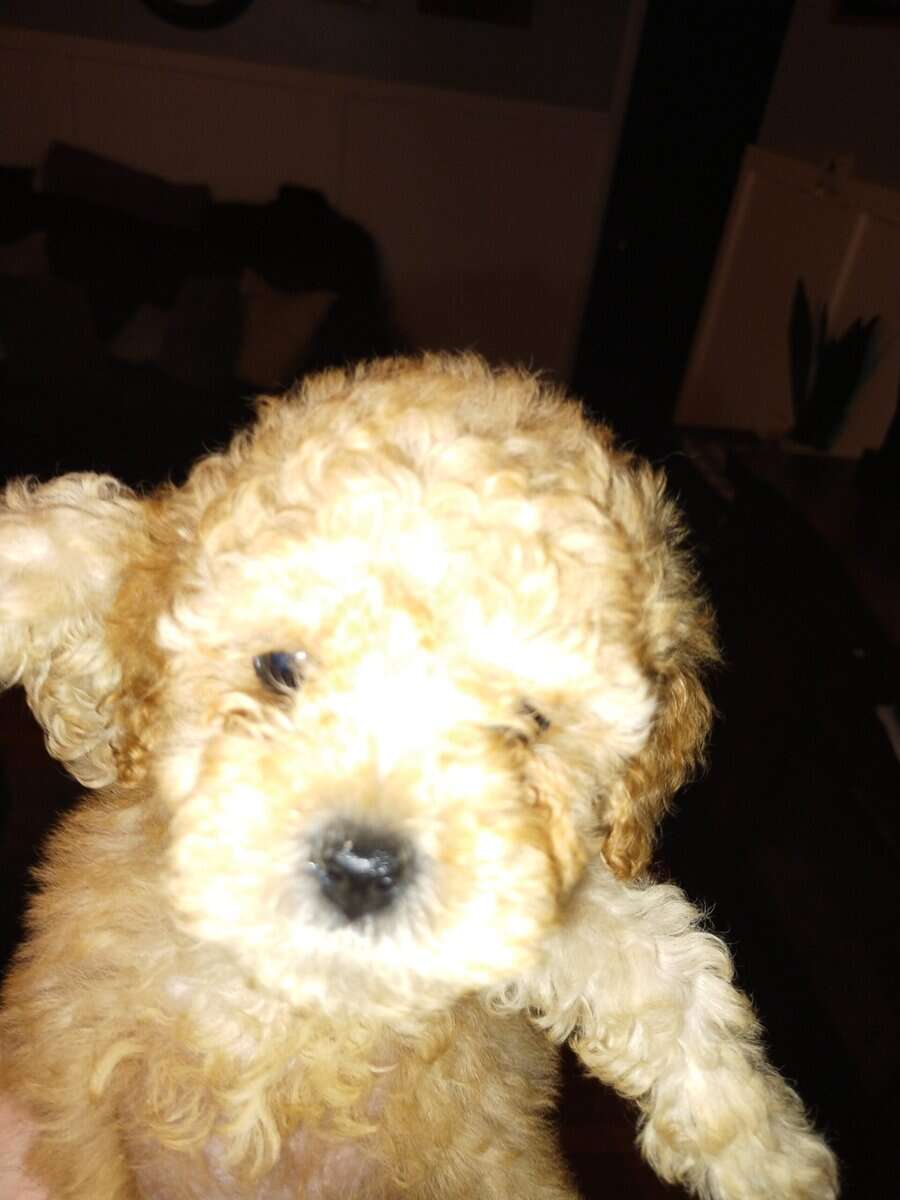 Teddy Bear puppies image 5
