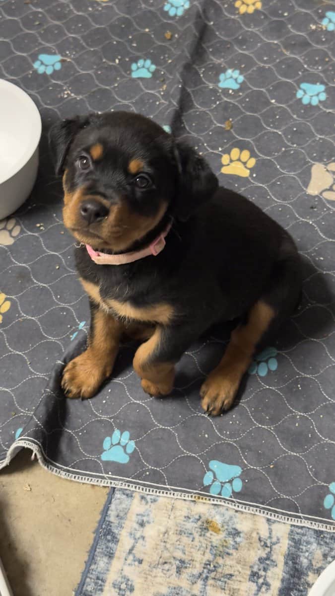 Rottweiler Pink image 3