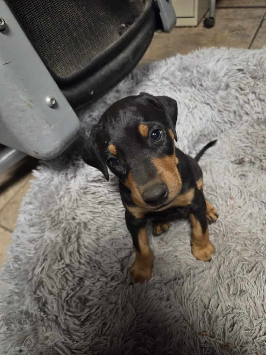Doberman Puppies for Salele image 1