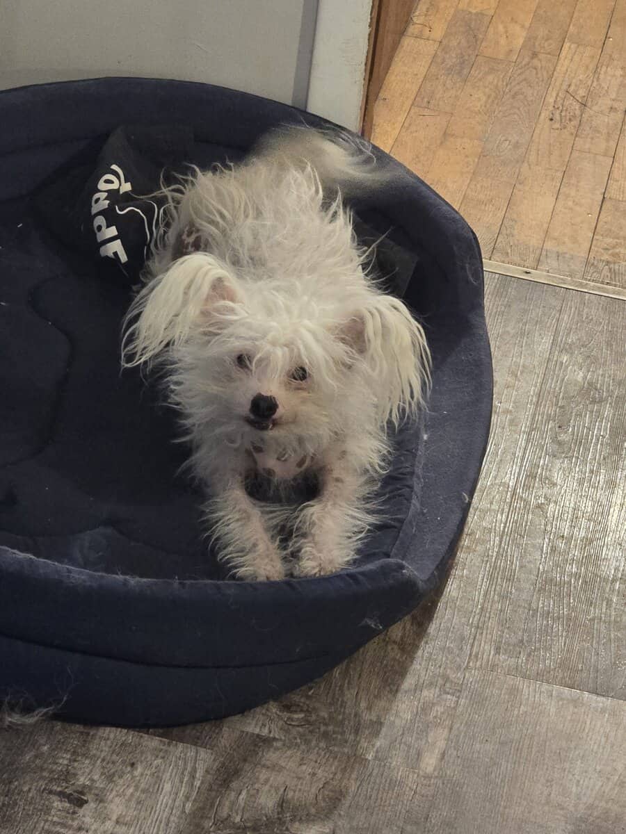 Chinese crested H.H Ship Included image 6