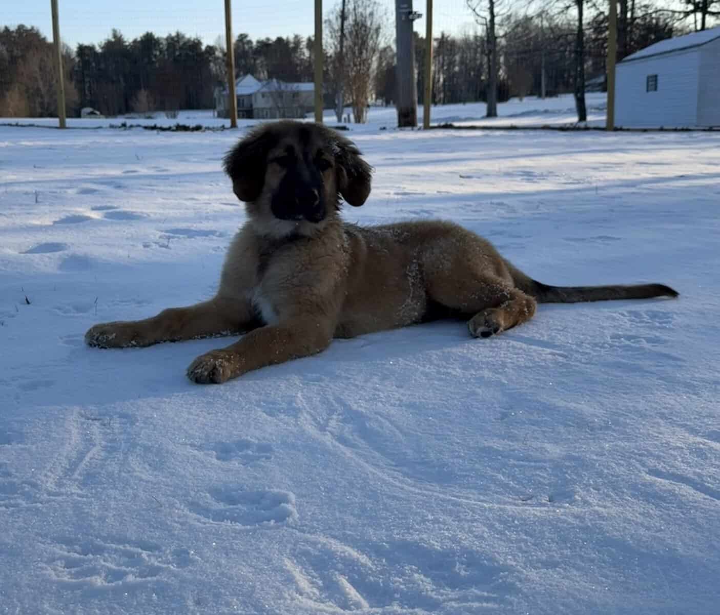 Great Pyrenees/golden retriever/ shepherd mix image 1