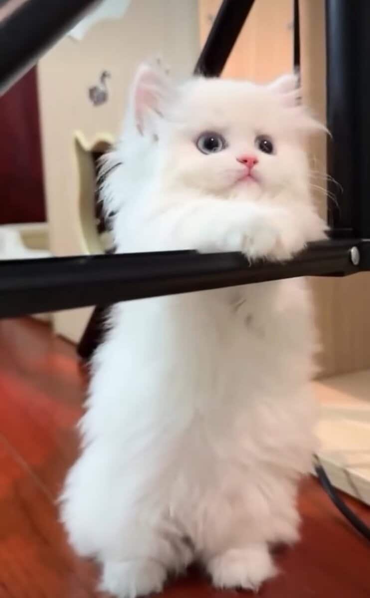 Dollface Persian Kitten image 1