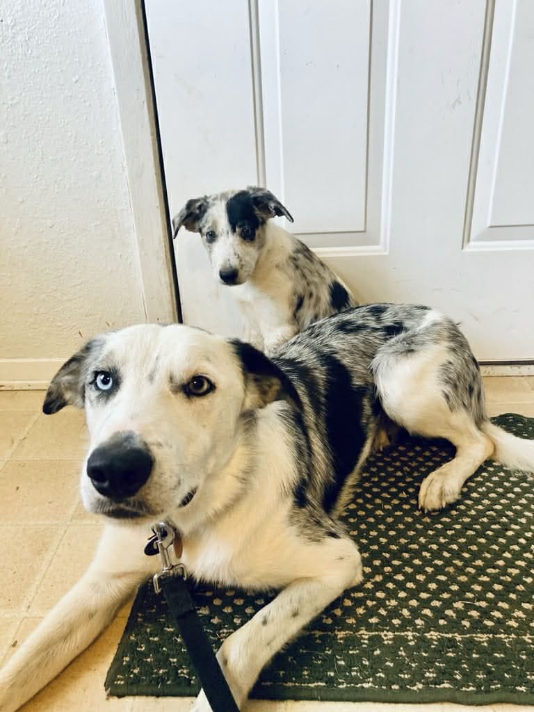 Blue Merle Border Collie - ABCA Male image 4